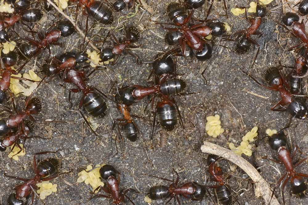 Camponotus ligniperda?